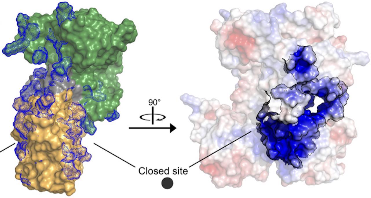 image_search_1724667983201 DNA